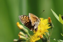 Melitaea athalia