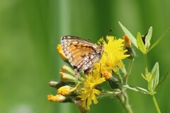 Melitaea athalia