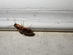 Aeolus mellillus