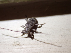 Cerambycidae