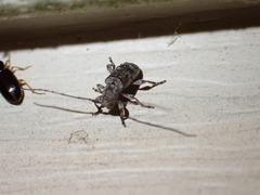 Cerambycidae
