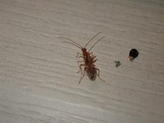 Ichneumonoidea