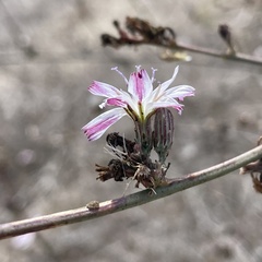 Stephanomeria diegensis