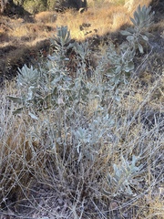 Eriodictyon tomentosum