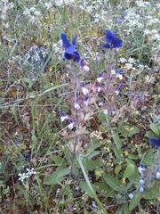 Salvia viridis