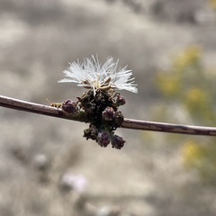 Stephanomeria diegensis