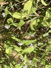 Elephantopus tomentosus
