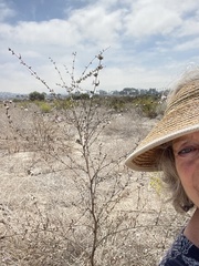 Stephanomeria diegensis