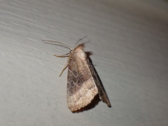 Ogdoconta