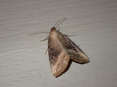 Ogdoconta