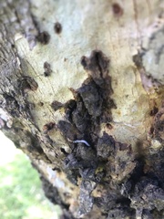 Ommatoiulus moreleti