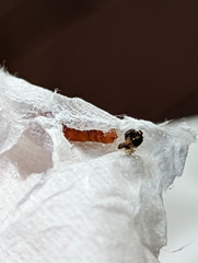 Helcystogramma hibisci