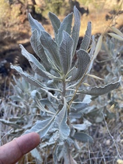 Eriodictyon tomentosum