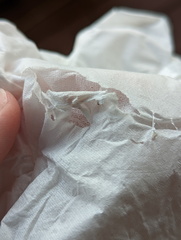 Helcystogramma hibisci