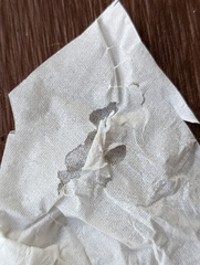 Helcystogramma hibisci