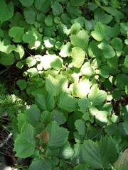 Corylus heterophylla