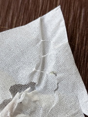 Helcystogramma hibisci