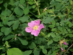 Rosa nutkana