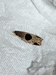 Helcystogramma hibisci