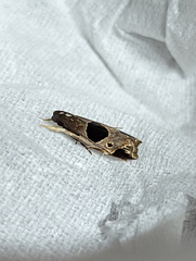 Helcystogramma hibisci