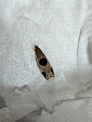 Helcystogramma hibisci