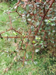 Coprosma rigida