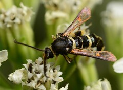 Synanthedon decipiens