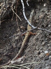 Elgaria multicarinata webbii