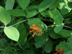 Lonicera ciliosa