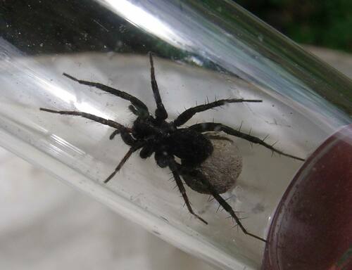 Colorado Thin-legged Wolf Spider