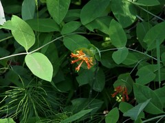 Lonicera ciliosa