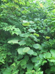 Corylus sieboldiana mandshurica