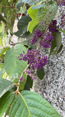 Callicarpa formosana