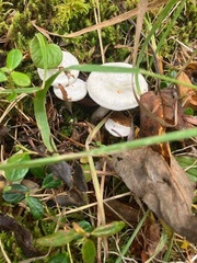 Lactarius pubescens