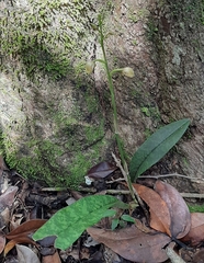 Eulophia maculata