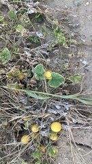 Cucumis melo agrestis