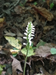 Spiranthes ovalis