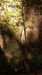 Eulophia maculata