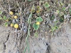 Cucumis melo agrestis
