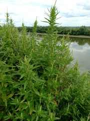 Axyris amaranthoides