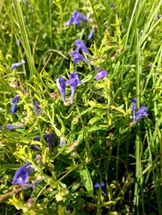Scutellaria scordifolia
