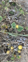 Cucumis melo agrestis