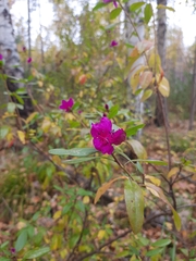 Rhododendron dauricum