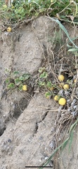 Cucumis melo agrestis