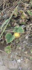 Cucumis melo agrestis
