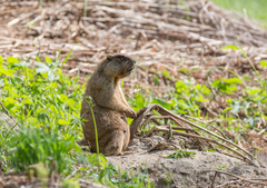 Marmota kastschenkoi