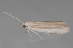 Anderida peorinella