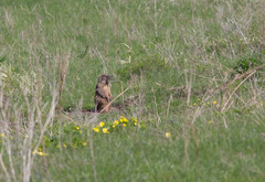 Marmota kastschenkoi