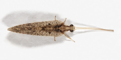 Hemerobius humulinus