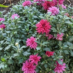 Chrysanthemum morifolium